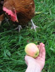 Kip kijkt naar appel