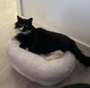 Rosa op Maya donut kattenbed