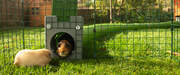 Twee cavia's in een box die verbonden is met een Zippi tunnel