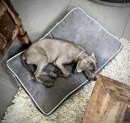 Een hond ontspant op het Fido hondenbed