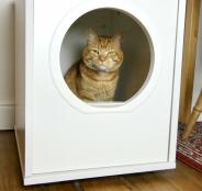 Een oranje kat zittend in zijn witte huisje