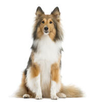 Shetland sheepdog