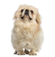 Pekingees