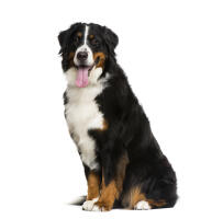 Berner sennenhond