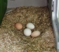 Vier eieren in een nestkastje.