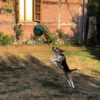 Een zwart-bruin-witte beagle in een tuin die hoog springt voor een bal