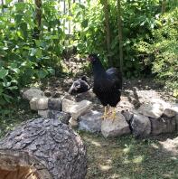 Kippen in de tuin