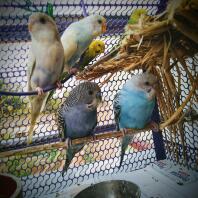 Prachtige vogels