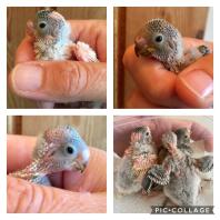 3 baby parkieten, 2 weken oud!