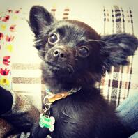 Zwarte, langharige Chihuahua-puppy.
