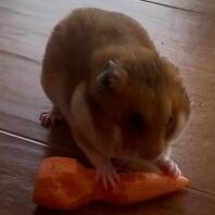 Syrische hamster
