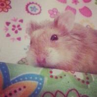 Cosmo de brutale Campbells Dwarf!