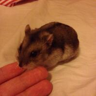 Hamster eet traktatie uit de hand