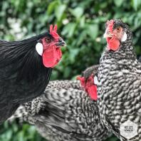 Zwart wit en rode kippen in een tuin