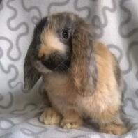 MinI lop