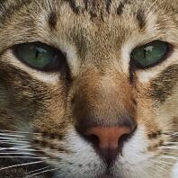 Een close up beeld van een tabby kat met groene ogen