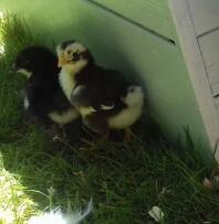 Ancona chick met Maran chick erachter