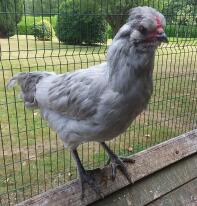 Arucana Cockerel 13 weken - moeilijk te identificeren of kip of haan totdat ze kraaien!