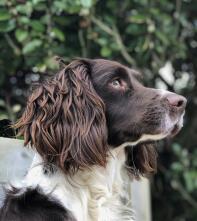 Een springer spaniel in een tuin