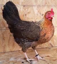 Welbar Hen