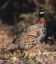 Zwarte francolin reu