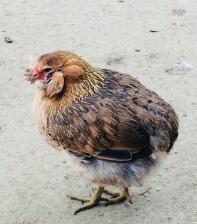 Een kleine bruine araucana chciken wandelend in een tuin