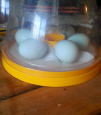 mijn crèmekleurige legbar-eieren in mijn brinsea mini eco-incubator