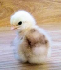 2 dagen oude Pekin Chick