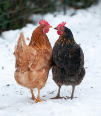 2 kippen die elkaar aankijken in de Snow