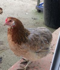 Een bruine en oranje kip in een tuin