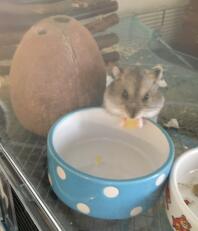 Hamster eet voedsel uit de kom