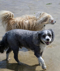 Ollie (boven) en Bo (onder) - Chinese kuifpoederdons