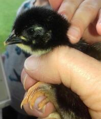 2 dagen oude Maran Chick - Black Copper