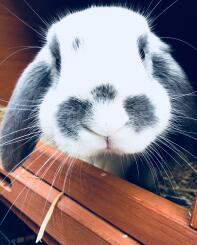 Schattige kleine dwerg snoeit zo vriendelijk en liefdevol.