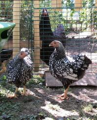 Twee wyandotten kippen buiten in een tuin