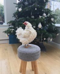 Christmas Lilly the frizzle! Ook al heeft ze een heerlijke warme Eglu, ze komt graag naar binnen als ze de kans krijgt!