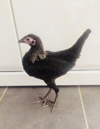 Een zwarte kleine magere kip