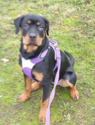 Rottweiler met paars tuigje aan