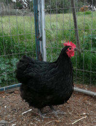 | Australorp Sale | Kippenrassen