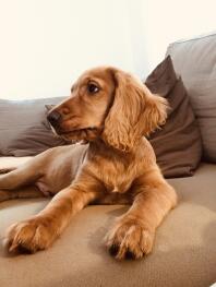 Een cocket spaniel ontspannend op een sofa.