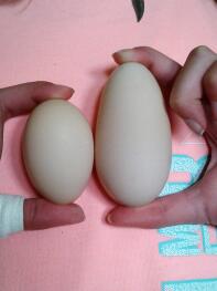 Eieren vergelijken