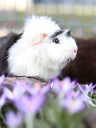 Close up van cavia