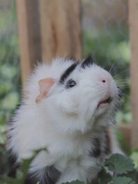 Close up van cavia