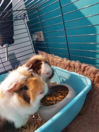 Twee cavia's knabbelen aan voedsel!