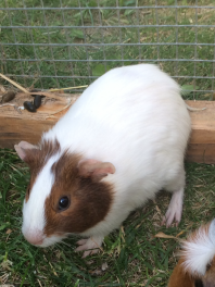 Pastinaak de Agouti