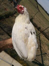 Een witte kip stond op de hand van haar eigenaar in een tuin achter wat gaas