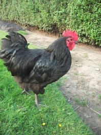 Australorp haan