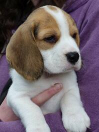 Beagle pup