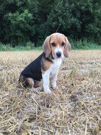 Beagle