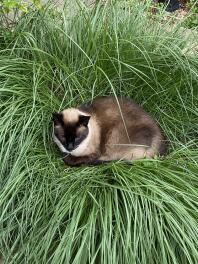 Milo in zijn favoriete gras